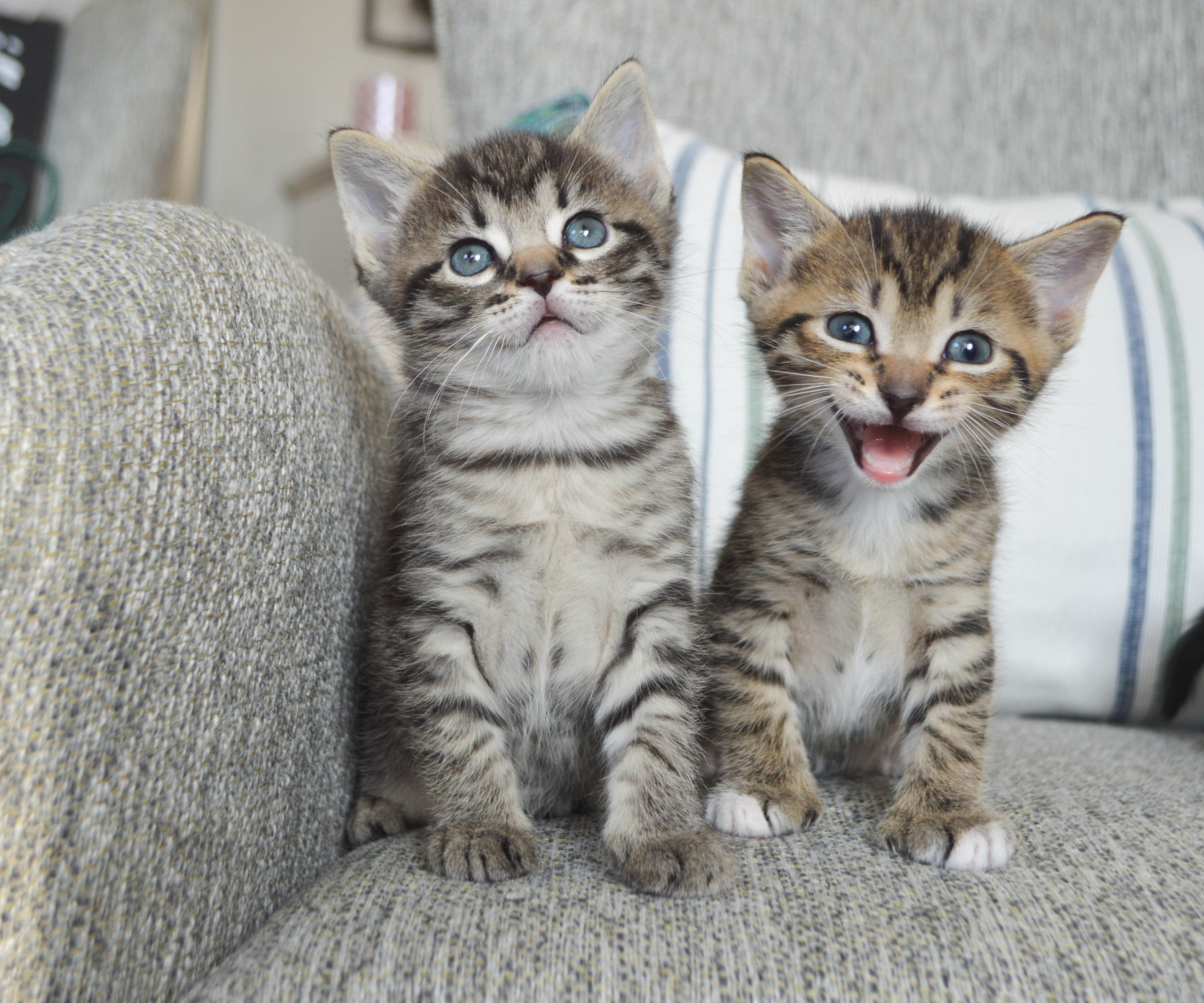 GUÍA DE CUIDADOS DEL GATITO